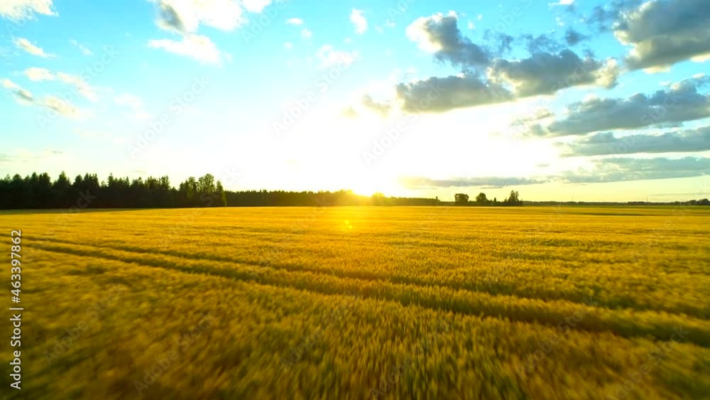 Beautiful idyllic nature, drone forward motion view on countryside landscape with golden wheat field and fluffy clouds yellow blue sky sunset sunlight Beautiful idyllic nature, drone forward motion view on countryside landscape with golden wheat field and fluffy clouds yellow blue sky sunset sunlight