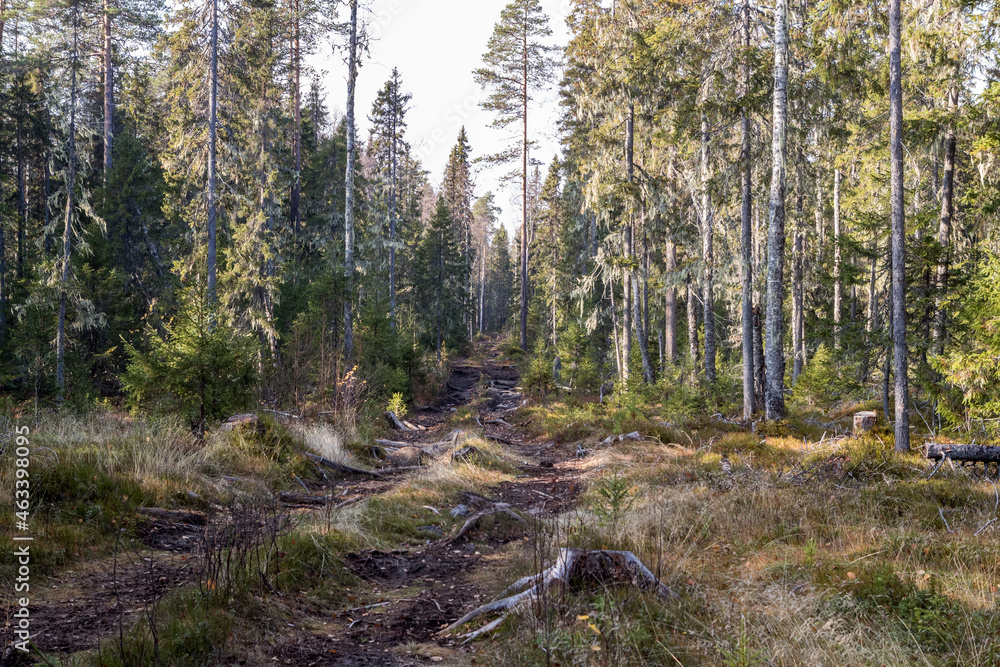 Russian road. Forest road for an all-terrain vehicle. The road through the swamp. Сauseway is a wooden road through a swamp. Russian road. Forest road for an all-terrain vehicle. The road through the swamp. Сauseway is a wooden road through a swamp.