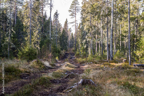 Russian road. Forest road for an all-terrain vehicle. The road through the swamp. Сauseway is a wooden road through a swamp.