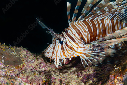 Fish of the Red sea. Butterfly cod (Redsea lionfish)