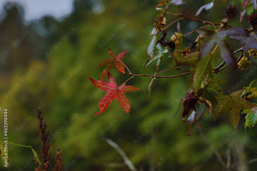 red leaf usher's in autumn red leaf usher's in autumn