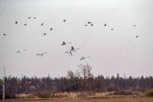 Swans over the lake. Autumn forest. Flight of birds from north to south. © kareliatim