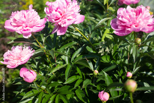 Wallpaper Mural Pink fresh peonies in the summer garden at the sunny day, selective focus. Natural floral background. Picture for post, screensaver, wallpaper, postcard Torontodigital.ca