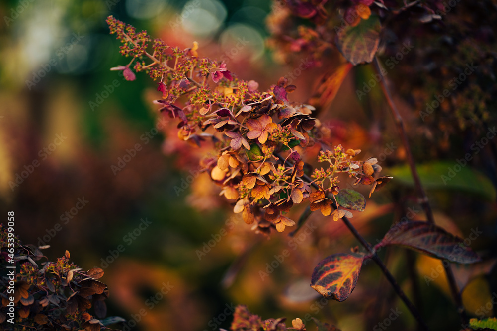 hydrangea flower in the autumn garden hydrangea flower in the autumn garden
