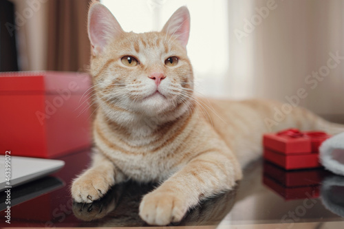 Fototapeta Naklejka Na Ścianę i Meble -  Happy ginger tabby cat with red gift boxes lying on black table. Cozy home background with happy pet. Christmas or New Year postcard