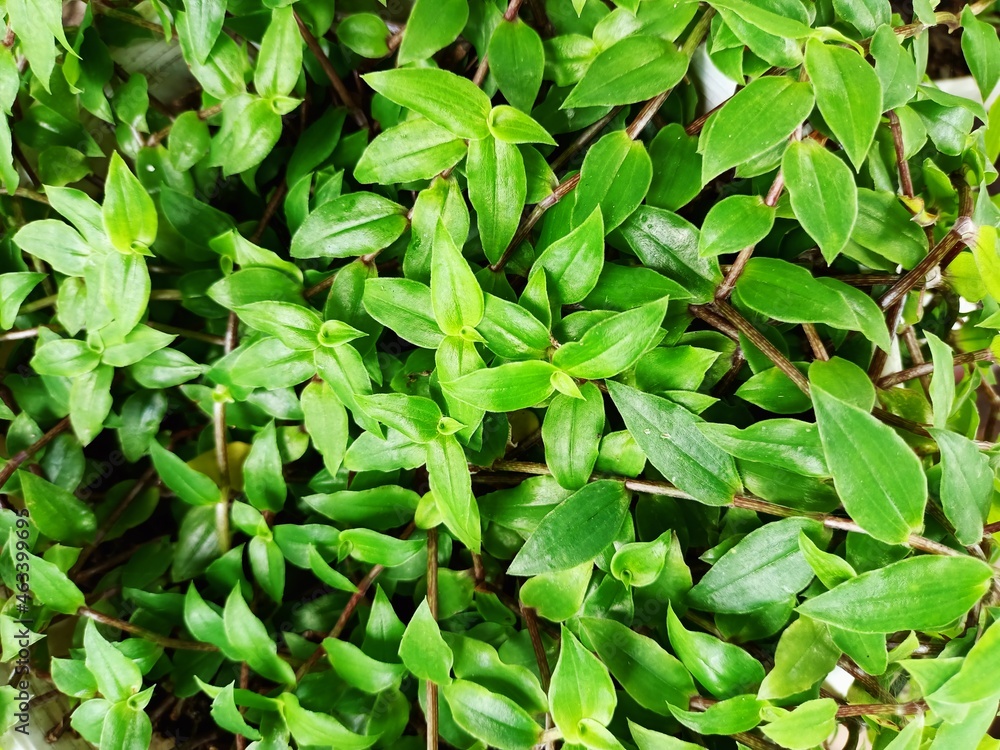 small green leaves vine to decorate the home page small green leaves vine to decorate the home page