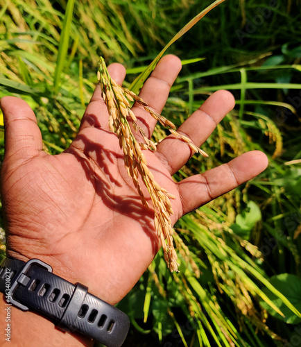 hand holding paddy seeds and paddy plant.