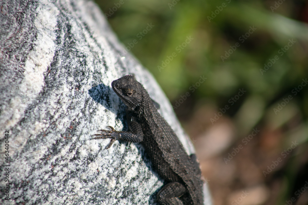 A Lizard Sunning Itself on a Granite Rock While Thermoregulating A Lizard Sunning Itself on a Granite Rock While Thermoregulating