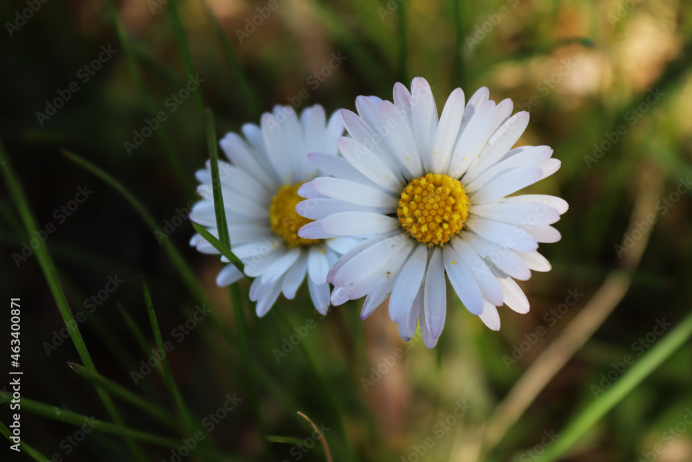Gänseblümchen Gänseblümchen