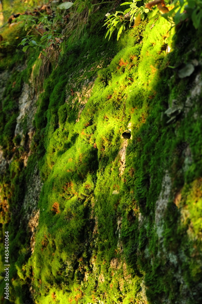 moss on the rock facing the morning sun moss on the rock facing the morning sun