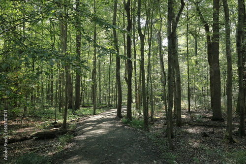 good morning for a walk in the forest down the nature trail 