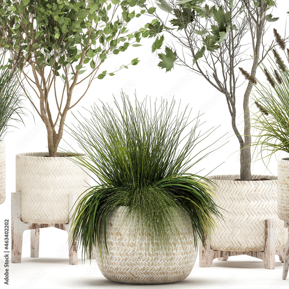 Fototapeta premium 3d illustration exotic plants in a in rattan baskets on white background