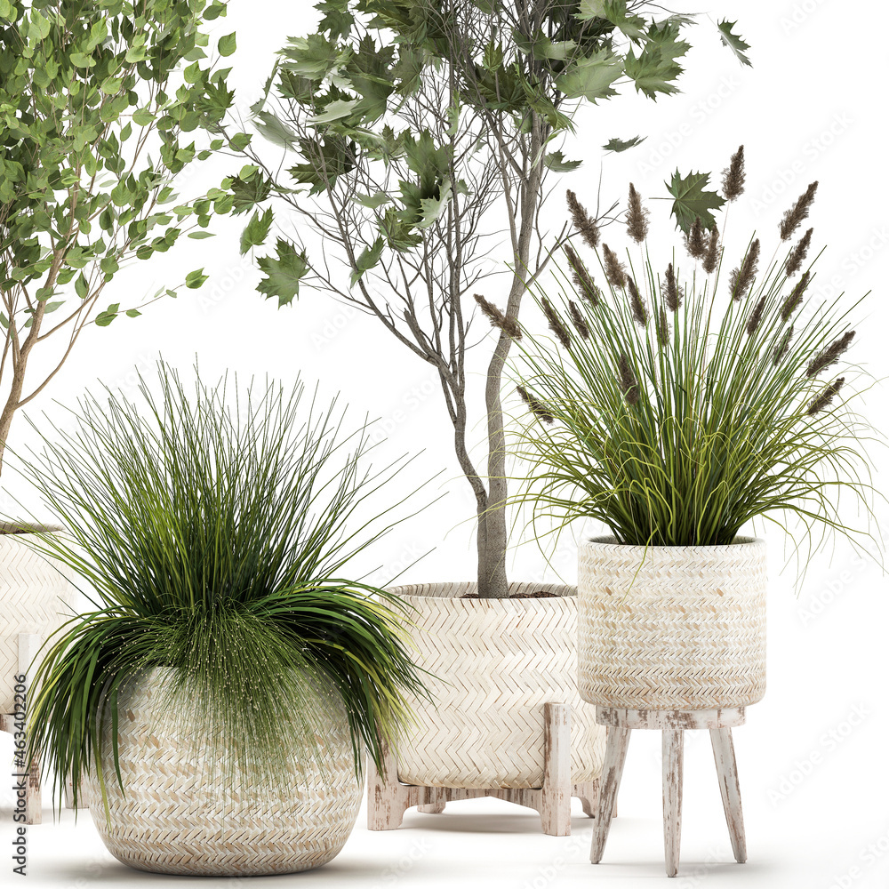 3d illustration exotic plants in a in rattan baskets on white background