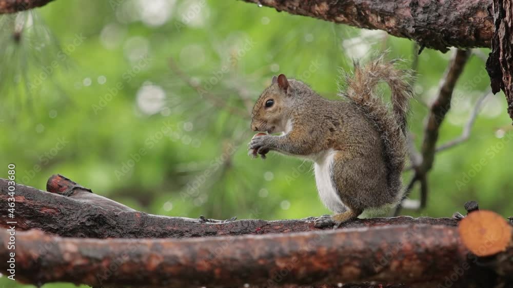 Grey Squirrel Grey Squirrel