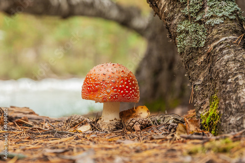 Amanita mushroom in the autumn forest under a tree with an orange hat