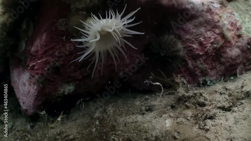 Underwater video in cold clear water of the Arctic Ocean and floating around inhabitants of the seas. Amazing, beautiful marine life world of sea creatures. Scuba diving and tourism.
