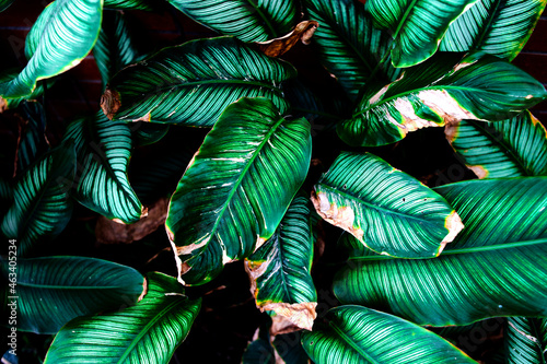 Fototapeta Naklejka Na Ścianę i Meble -  stripe pattern leaves of ornament plant