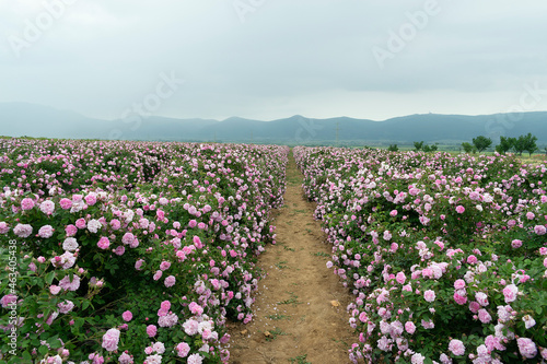 The rose fields in the Thracian Valley near Kazanlak