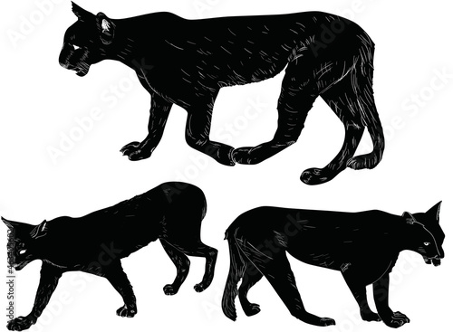 three cougar silhouettes isolated on white