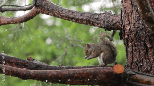 Grey Squirrel