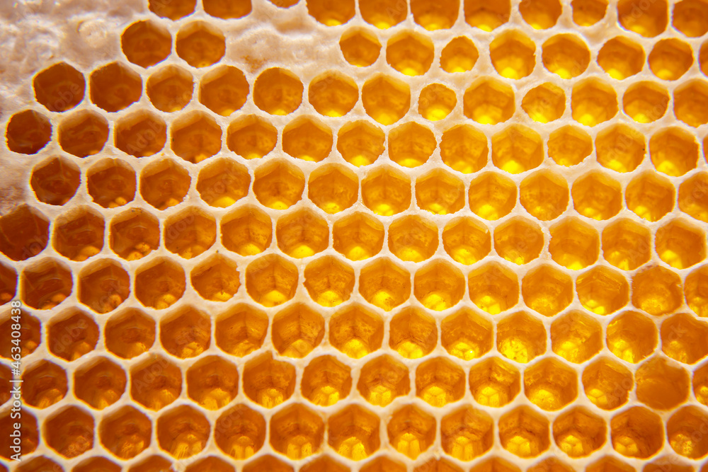 Fresh bee honey in combs. natural food background texture Fresh bee honey in combs. natural food background texture