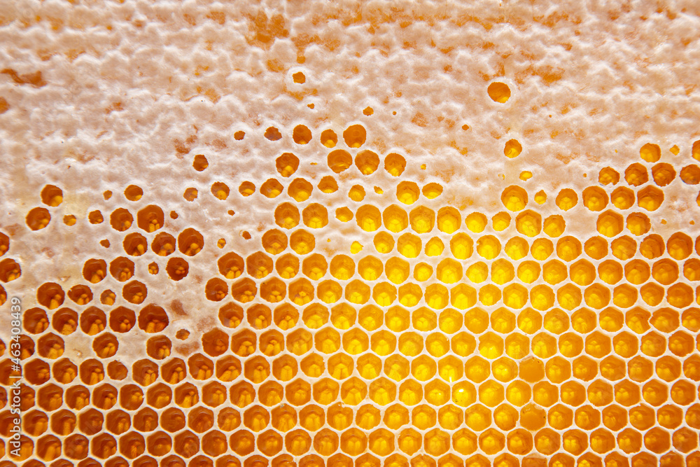 Fresh bee honey in combs. natural food background texture Fresh bee honey in combs. natural food background texture