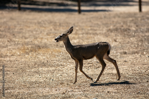 A Cute Mule Deer Yearling Fawn Dashes Across a Parking Lot for Safety