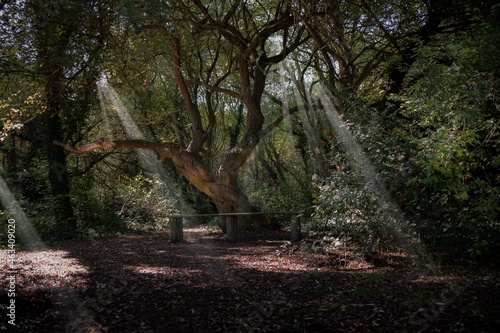 A tree in a enchanted forest.