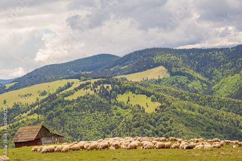 Flock of sheep in the mountains of Paltinis, Romania