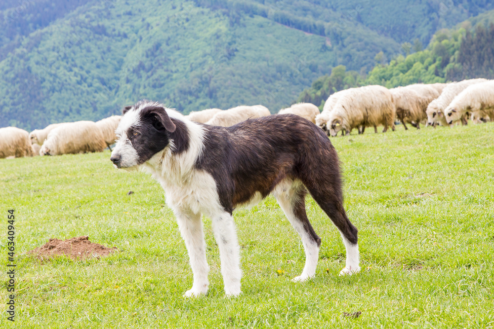 Fototapeta premium Shepherd dog at work