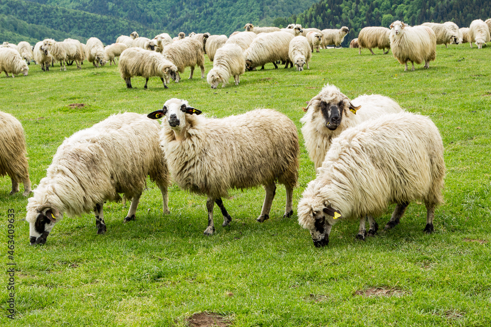 Flock of sheep in the mountains of Paltinis, Romania Flock of sheep in the mountains of Paltinis, Romania