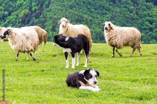 Shepherd dog at work