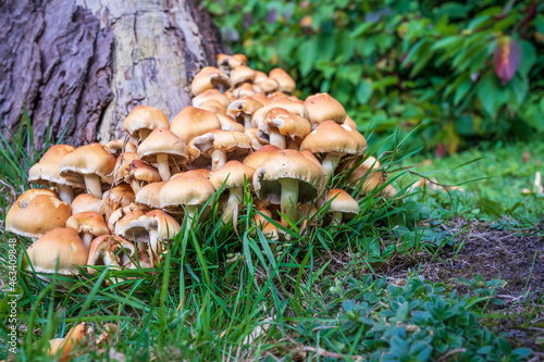 cluster of Hypholoma Fasciculare Sulphur Tuft Fungi growing on old  tree stump photo