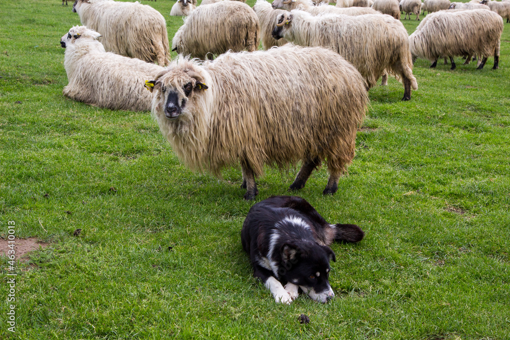 Fototapeta premium Shepherd dog at work