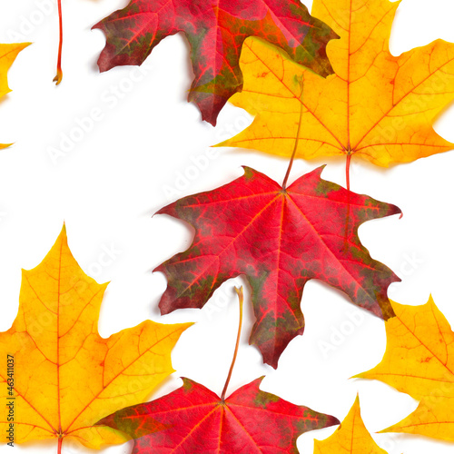 Seamless autumn pattern. Pattern  maple leaf autumn isolation white background