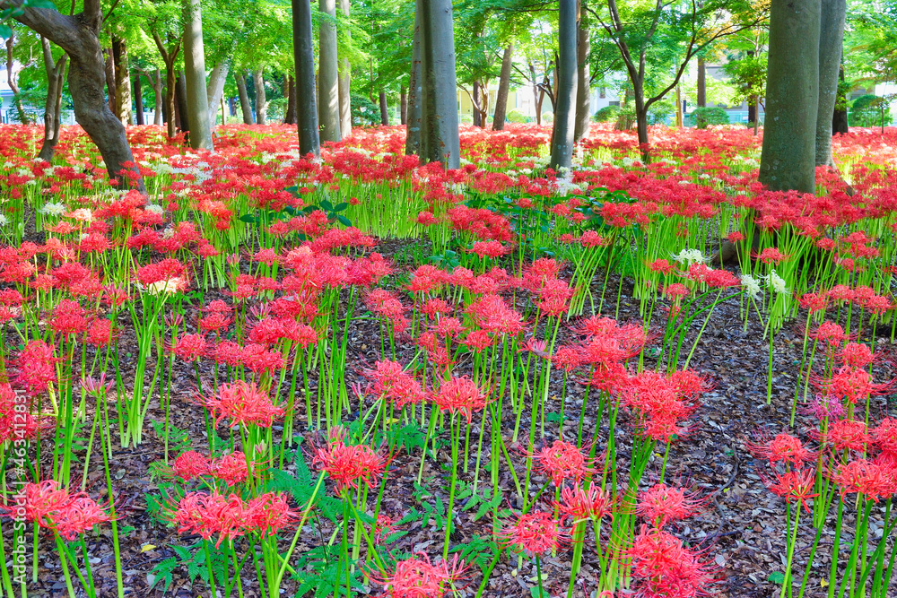 松戸 祖光院の美しい満開の彼岸花(日本千葉県松戸市) Beautiful cluster amaryllis in full bloom at Sokoin, Matsudo (Matsudo City, Chiba Prefecture, Japan) 松戸 祖光院の美しい満開の彼岸花(日本千葉県松戸市) Beautiful cluster amaryllis in full bloom at Sokoin, Matsudo (Matsudo City, Chiba Prefecture, Japan)