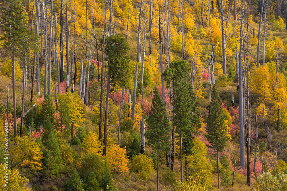 Fototapeta premium Landscape of Yosemite National Park in USA , au,