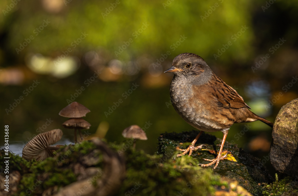 Dunnock - woodland bird, in dappled shade Dunnock - woodland bird, in dappled shade