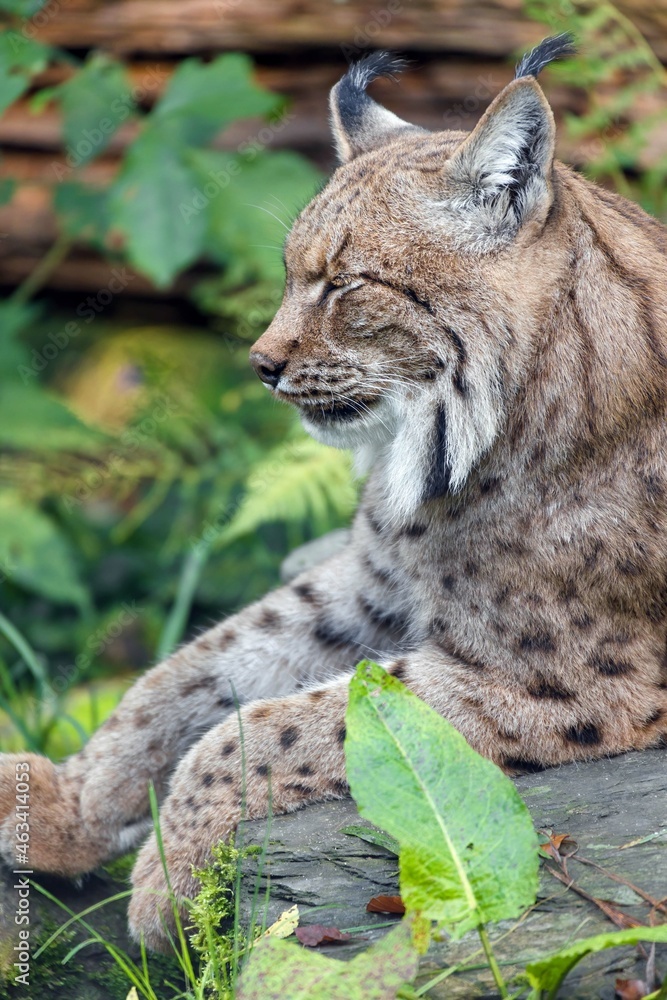 Naklejka premium lynx lying on a tree trunk 