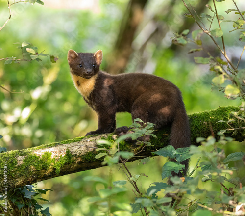 European Pine Marten -  hunting in the woods