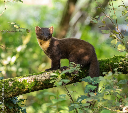 European Pine Marten -  hunting in the woods photo