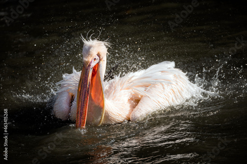 Pelican taking a bath in a pond 