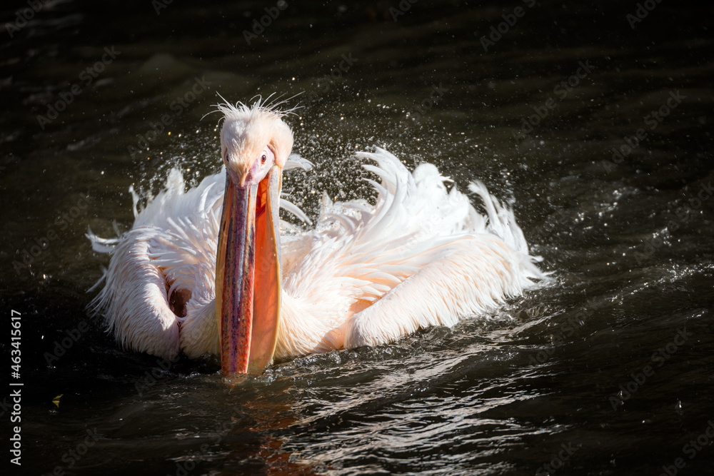 Pelican taking a bath in a pond Pelican taking a bath in a pond