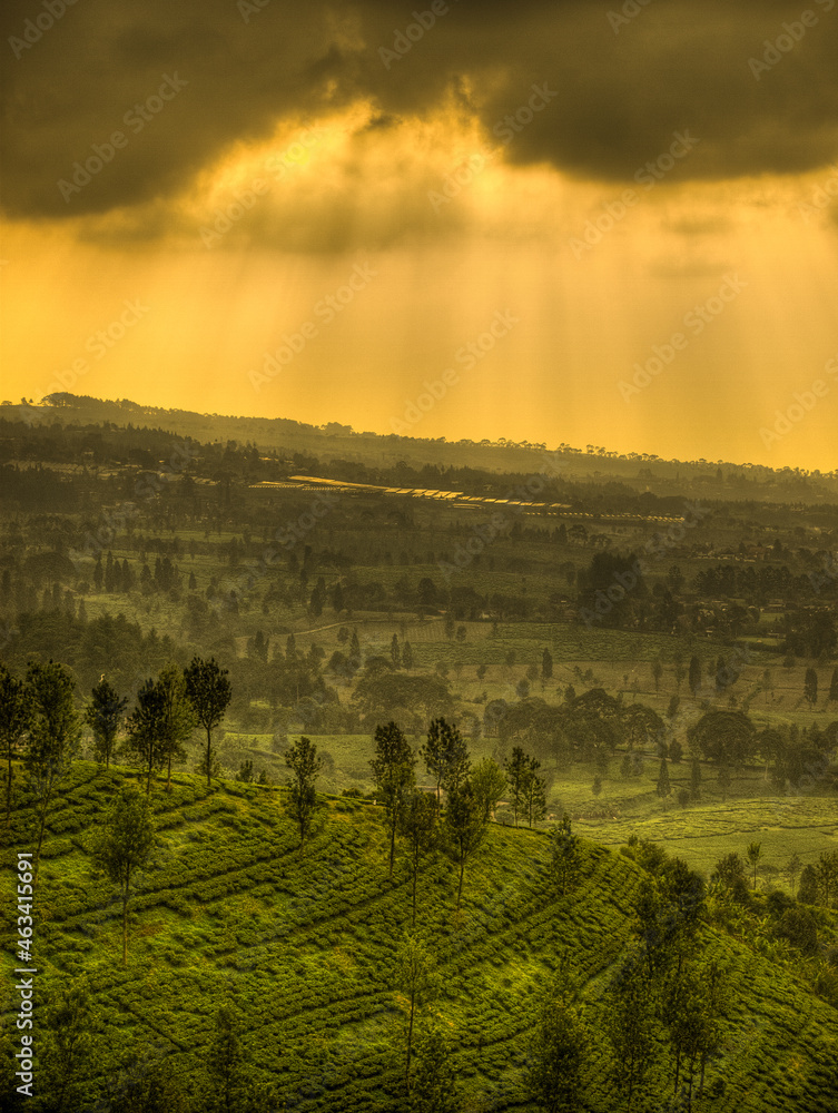 Naklejka premium Bogor tea plantations