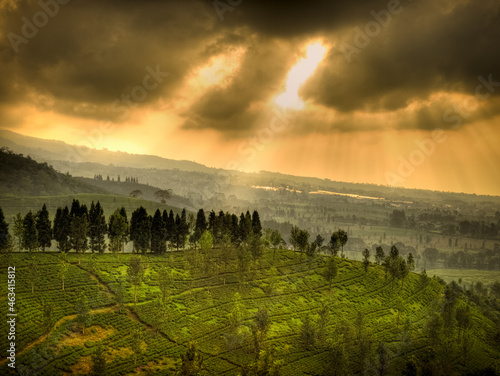 Bogor tea plantations