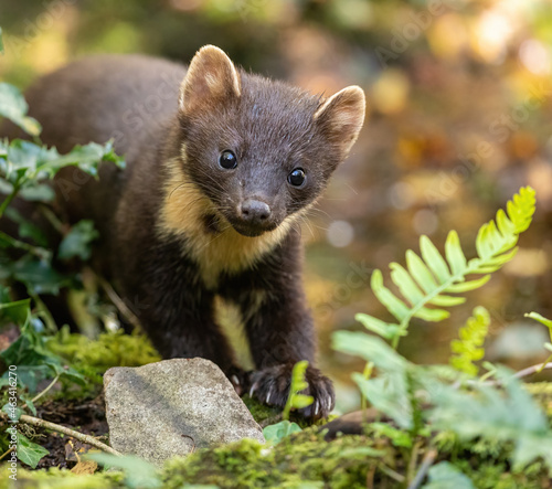 European Pine Marten - hunting in the woods