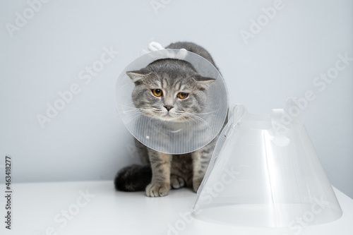 Gray Scottish Straight cat with yellow eyes in medical collar poses in studio on gray background. Elizabethan collar. Domestic cat in protective collar after surgery on examination table in clinic