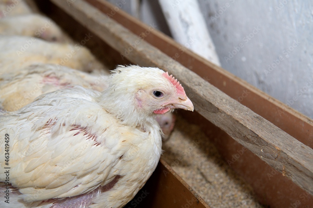 Domestic breeding of hens using heat and nutritional fast food Domestic breeding of hens using heat and nutritional fast food