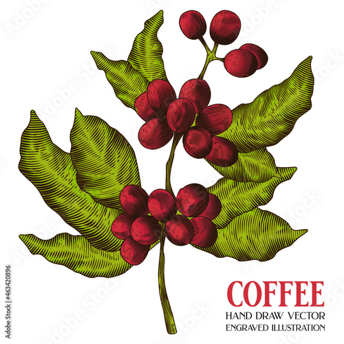 Coffee Hand Draw Vector, Engraving illustration, Coffee Bean, Retro vintage, Berry fruit, Isolated on white background 