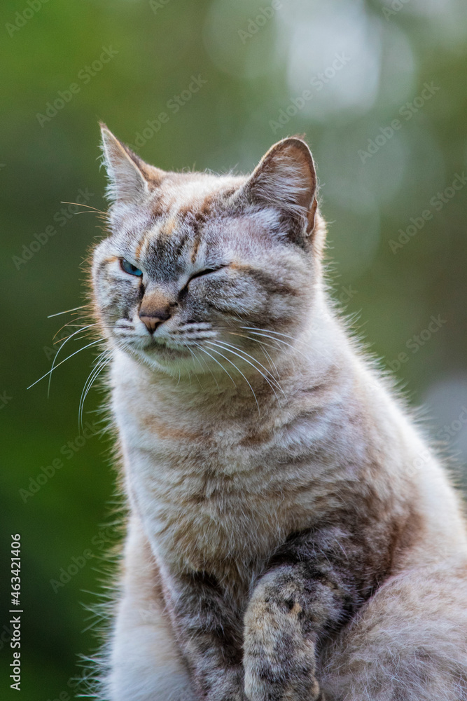 Obraz premium Linda imagem de gato cinza, em cima da cerca, ao ar livre, fazendo careta e brincando. Gato vivendo na fazenda no Brasil